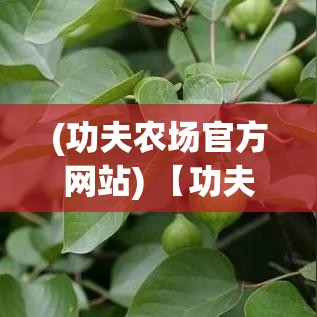 (功夫农场官方网站) 【功夫农场大揭秘】揭露功夫与种植的奇妙结合：如何在农场运用功夫提高作物产量？